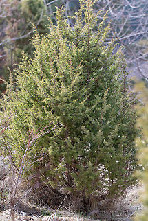 Common juniper - Juniperus communis L. https://www.jungledragon.com/image/77217/common_juniper_twig_-_juniperus_communis_l.html
https://www.jungledragon.com/image/77218/common_juniper_fruits_-_juniperus_communis_l.html Bulgaria,Common juniper,Comon juniper,Cuprasseceae,Europe,Geotagged,Juniperus communis,Nature,Pinales,Pinophyta,Pinopsida,Plantae,Spring,West Balkan mountain range,Wildlife