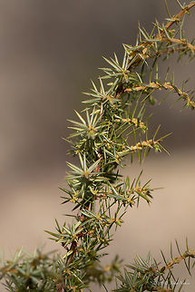 Common juniper twig - Juniperus communis L. https://www.jungledragon.com/image/77216/common_juniper_-_juniperus_communis_l.html 
https://www.jungledragon.com/image/77218/common_juniper_fruits_-_juniperus_communis_l.html Bulgaria,Common juniper,Comon juniper,Cuprasseceae,Europe,Geotagged,Juniperus communis,Nature,Pinales,Pinophyta,Pinopsida,Plantae,Spring,West Balkan mountain range,Wildlife