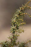 Common juniper twig - Juniperus communis L. https://www.jungledragon.com/image/77216/common_juniper_-_juniperus_communis_l.html <br />
https://www.jungledragon.com/image/77218/common_juniper_fruits_-_juniperus_communis_l.html Bulgaria,Common juniper,Comon juniper,Cuprasseceae,Europe,Geotagged,Juniperus communis,Nature,Pinales,Pinophyta,Pinopsida,Plantae,Spring,West Balkan mountain range,Wildlife