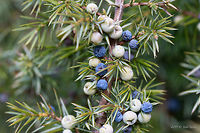 Common juniper fruits - Juniperus communis L. https://www.jungledragon.com/image/77217/common_juniper_twig_-_juniperus_communis_l.html<br />
https://www.jungledragon.com/image/77216/common_juniper_-_juniperus_communis_l.html Bulgaria,Common juniper,Comon juniper,Cuprasseceae,Europe,Geotagged,Juniperus communis,Nature,Pinales,Pinophyta,Pinopsida,Plantae,Spring,West Balkan mountain range,Wildlife