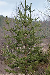 Scots pine - Pinus sylvestris https://www.jungledragon.com/image/77224/scots_pine_young_shoot_-_pinus_sylvestris.html<br />
https://www.jungledragon.com/image/77223/scots_pine_twig_with_ripped_seed_cone_-_pinus_sylvestris.html Bulgaria,Geotagged,Nature,Pinaceae,Pinales,Pinophyta,Pinopsida,Pinus sylvestris,Plantae,Scots Pine,Scots pine,Spring,Wildlife