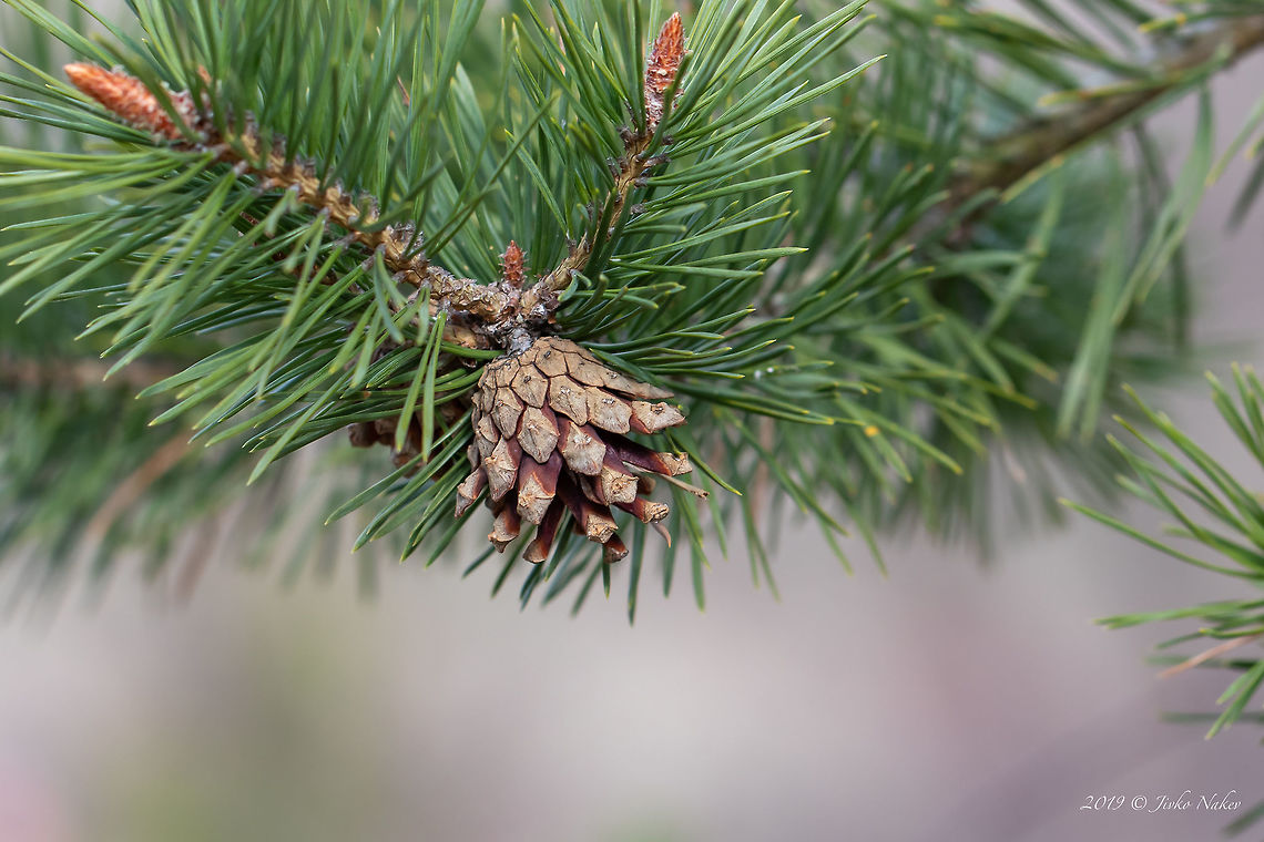 Scots pine twig with ripped seed cone - Pinus sylvestris <figure class="photo"><a href="https://www.jungledragon.com/image/77224/scots_pine_young_shoot_-_pinus_sylvestris.html" title="Scots pine young shoot - Pinus sylvestris"><img src="https://s3.amazonaws.com/media.jungledragon.com/images/1332/77224_thumb.jpg?AWSAccessKeyId=05GMT0V3GWVNE7GGM1R2&Expires=1767225610&Signature=iBtH%2BvoSGN9bjnP%2Ba5XsBedMgMs%3D" width="200" height="134" alt="Scots pine young shoot - Pinus sylvestris https://www.jungledragon.com/image/77222/scots_pine_-_pinus_sylvestris.html<br />
https://www.jungledragon.com/image/77223/scots_pine_twig_with_ripped_seed_cone_-_pinus_sylvestris.html Bulgaria,Geotagged,Nature,Pinaceae,Pinales,Pinophyta,Pinopsida,Pinus sylvestris,Plantae,Scots Pine,Scots pine,Spring,Wildlife" /></a></figure><br />
<figure class="photo"><a href="https://www.jungledragon.com/image/77222/scots_pine_-_pinus_sylvestris.html" title="Scots pine - Pinus sylvestris"><img src="https://s3.amazonaws.com/media.jungledragon.com/images/1332/77222_thumb.jpg?AWSAccessKeyId=05GMT0V3GWVNE7GGM1R2&Expires=1767225610&Signature=ybAAxlpGIOf0py9n8uy9FM9dZgQ%3D" width="102" height="152" alt="Scots pine - Pinus sylvestris https://www.jungledragon.com/image/77224/scots_pine_young_shoot_-_pinus_sylvestris.html<br />
https://www.jungledragon.com/image/77223/scots_pine_twig_with_ripped_seed_cone_-_pinus_sylvestris.html Bulgaria,Geotagged,Nature,Pinaceae,Pinales,Pinophyta,Pinopsida,Pinus sylvestris,Plantae,Scots Pine,Scots pine,Spring,Wildlife" /></a></figure> Bulgaria,Europe,Geotagged,Nature,Pinaceae,Pinales,Pinophyta,Pinopsida,Pinus sylvestris,Plantae,Scots Pine,Scots pine,Spring,West Balkan mountain range,Wildlife