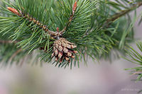 Scots pine twig with ripped seed cone - Pinus sylvestris https://www.jungledragon.com/image/77224/scots_pine_young_shoot_-_pinus_sylvestris.html<br />
https://www.jungledragon.com/image/77222/scots_pine_-_pinus_sylvestris.html Bulgaria,Europe,Geotagged,Nature,Pinaceae,Pinales,Pinophyta,Pinopsida,Pinus sylvestris,Plantae,Scots Pine,Scots pine,Spring,West Balkan mountain range,Wildlife