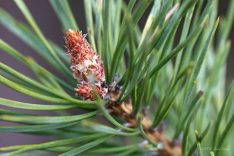 Scots pine young shoot - Pinus sylvestris https://www.jungledragon.com/image/77222/scots_pine_-_pinus_sylvestris.html
https://www.jungledragon.com/image/77223/scots_pine_twig_with_ripped_seed_cone_-_pinus_sylvestris.html Bulgaria,Geotagged,Nature,Pinaceae,Pinales,Pinophyta,Pinopsida,Pinus sylvestris,Plantae,Scots Pine,Scots pine,Spring,Wildlife