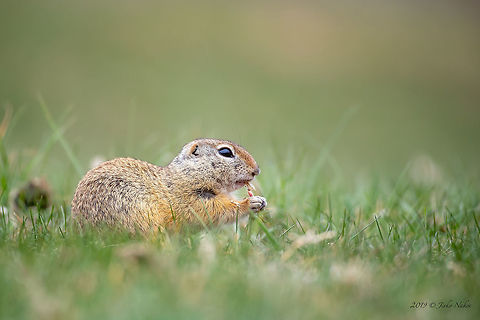 European ground squirrel - Spermophilus citellus  Animal,Animalia,Bulgaria,Chordata,Europe,European ground squirrel,European souslik,Geotagged,Mammalia,Nature,Rodentia,Sciuridae,Sofia,Spermophilus citellus,Spring,Wildlife,mammals