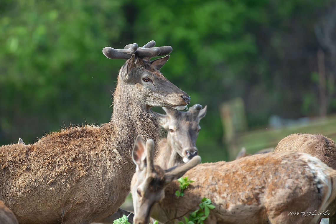 Red deer - Cervus elaphus  Animal,Animalia,Artiodactyla,Central Macedonia,Cervidae,Cervus elaphus,Chordata,Europe,Geotagged,Greece,Lake Kerkini National Park,Mammalia,Nature,Red Deer,Red deer,Spring,Wildlife,even-toed,mammals