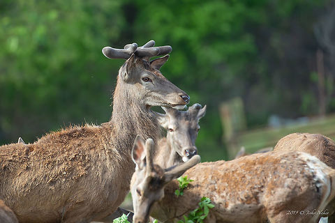 Red deer - Cervus elaphus  Animal,Animalia,Artiodactyla,Central Macedonia,Cervidae,Cervus elaphus,Chordata,Europe,Geotagged,Greece,Lake Kerkini National Park,Mammalia,Nature,Red Deer,Red deer,Spring,Wildlife,even-toed,mammals