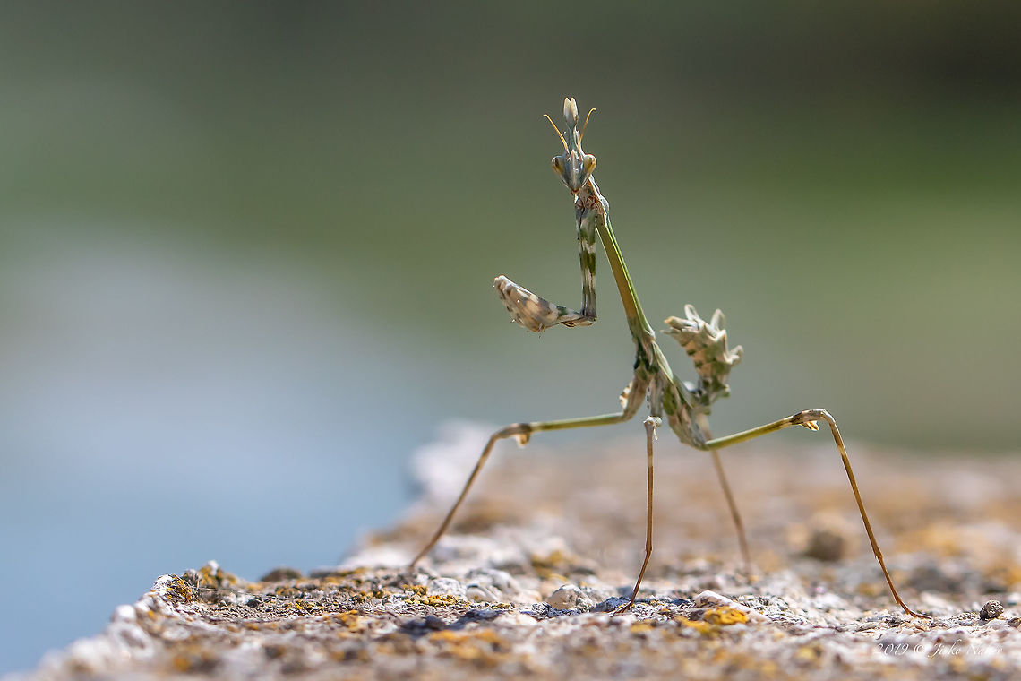 Conehead mantis - Empusa fasciata  Animal,Animalia,Arthropoda,Central Macedonia,Conehead Mantis,Conehead mantis,Empusa fasciata,Empusidae,Europe,Geotagged,Greece,Insect,Insecta,Lake Kerkini National Park,Mantodea,Nature,Praying mantis,Spring,Wildlife