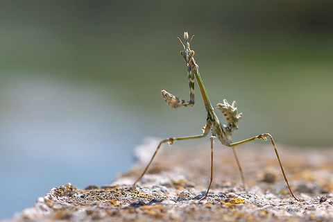 Conehead mantis - Empusa fasciata  Animal,Animalia,Arthropoda,Central Macedonia,Conehead Mantis,Conehead mantis,Empusa fasciata,Empusidae,Europe,Geotagged,Greece,Insect,Insecta,Lake Kerkini National Park,Mantodea,Nature,Praying mantis,Spring,Wildlife