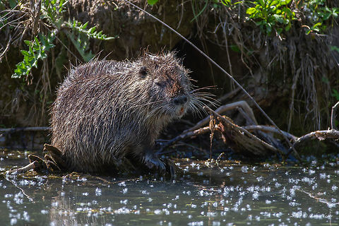 Coypu - Myocastor coypus  Animal,Animalia,Central Macedonia,Chordata,Coypu,Europe,Geotagged,Greece,Lake Kerkini National Park,Mammalia,Myocastor coypus,Myocastoridae,Nature,River rat,Rodentia,Spring,Wildlife,mammals