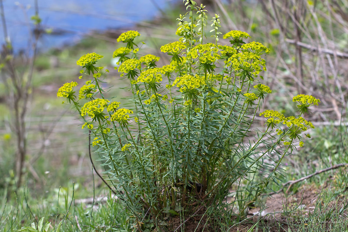 Cypress spurge - Euphorbia cyparissias  Central Macedonia,Cypress spurge,Eudicot,Euphorbia cyparissias,Euphorbiaceae,Europe,Flowering Plant,Geotagged,Greece,Lake Kerkini National Park,Magnoliophyta,Malpighiales,Nature,Plantae,Spring,Wildlife