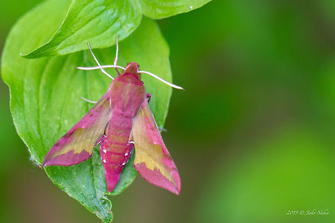 Small elephant hawk-moth - Deilephila porcellus  Animal,Animalia,Arthropoda,Bulgaria,Deilephila porcellus,Europe,Geotagged,Hornworm,Insect,Insecta,Kozhuh heights,Lepidoptera,Nature,Small elephant hawk-moth,Smasll elephant hawk-moth,Sphingidae,Sphinx moth,Spring,Wildlife