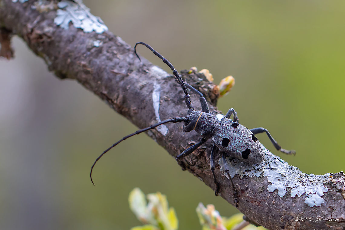 Morimus funereus This beetle was in my wish list for a long time. It cannot fly, can be seen only in beech and oak forests. Its color merges with the bark of the trees. The length of antennas, longer than the body, indicate that it is male. Endangered species - status vulnerable.  Animal,Animalia,Arthropoda,Bulgaria,Cerambycidae,Coleoptera,Europe,Geotagged,Insect,Insecta,Longhorn beetle,Morimus asper funereus,Morimus funereus,Nature,Pirin mountain,Spring,Wildlife