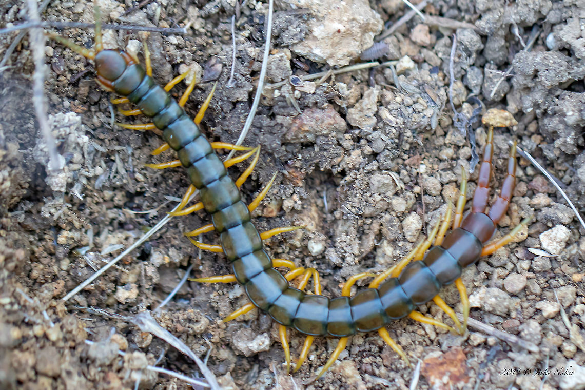 Mediterranean banded centipede - Scolopendra cingulata  Animal,Animalia,Arthropoda,Bulgaria,Chilopoda,Europe,Geotagged,Mediterranean banded centipede,Megarian banded centipede,Nature,Pirin mountain,Scolopendra cingulata,Scolopendridae,Scolopendromorpha,Spring,Wildlife