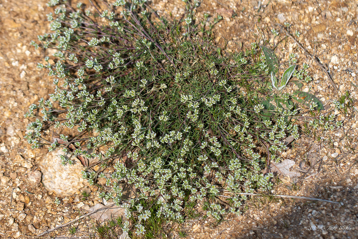 Perennial knawel - Scleranthus perennis <figure class="photo"><a href="https://www.jungledragon.com/image/77902/perennial_knawel_-_scleranthus_perennis.html" title="Perennial knawel - Scleranthus perennis"><img src="https://s3.amazonaws.com/media.jungledragon.com/images/1332/77902_thumb.jpg?AWSAccessKeyId=05GMT0V3GWVNE7GGM1R2&Expires=1763596810&Signature=GaKMJ2R9Cjp03lYfe0O6GKPdJOo%3D" width="200" height="134" alt="Perennial knawel - Scleranthus perennis https://www.jungledragon.com/image/77901/perennial_knawel_-_scleranthus_perennis.html Bulgaria,Europe,Geotagged,Perennial knawel,Pirin mountain,Scleranthus perennis,Spring" /></a></figure> Bulgaria,Caryophyllaceae,Caryophyllales,Europe,Geotagged,Perennial knawel,Pirin mountain,Scleranthus perennis,Spring