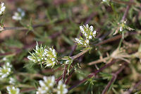 Perennial knawel - Scleranthus perennis https://www.jungledragon.com/image/77901/perennial_knawel_-_scleranthus_perennis.html Bulgaria,Europe,Geotagged,Perennial knawel,Pirin mountain,Scleranthus perennis,Spring