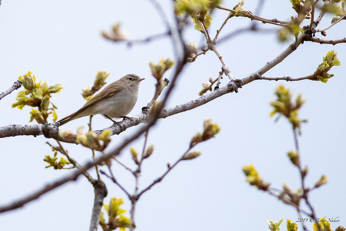 Balkan warbler - Phylloscopus orientalis  Animal,Animalia,Aves,Balkan warbler,Bird,Bulgaria,Chordata,Eastern Bonelli's warbler,Europe,Geotagged,Nature,Passeriformes,Passerine,Phylloscopidae,Phylloscopus orientalis,Pirin mountain,Spring,Wildlife