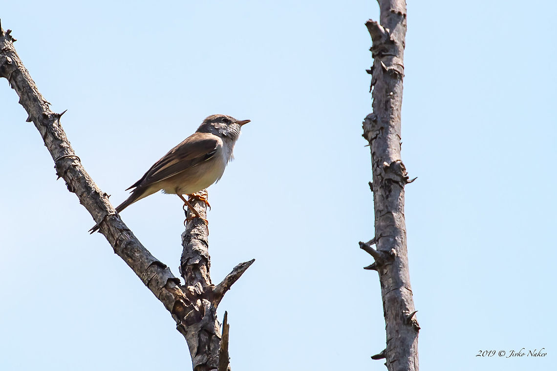 Common whitethroat - Curruca communis  Animal,Animalia,Aves,Bird,Bulgaria,Chordata,Common whitethroat,Europe,Geotagged,Nature,Passeriformes,Passerine,Pirin mountain,Spring,Sylvia communis,Sylvidae,Wildlife