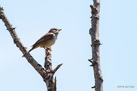 Common whitethroat - Curruca communis  Animal,Animalia,Aves,Bird,Bulgaria,Chordata,Common whitethroat,Europe,Geotagged,Nature,Passeriformes,Passerine,Pirin mountain,Spring,Sylvia communis,Sylvidae,Wildlife