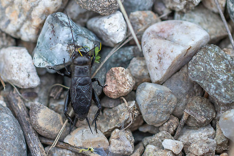 Field cricket - Gryllus campestris  Animal,Animalia,Arthropoda,Bulgaria,Europe,Field cricket,Geotagged,Gryllidae,Grylloidea,Gryllus campestris,Insect,Insecta,Nature,Orthoptera,Pirin mountain,Spring,Wildlife
