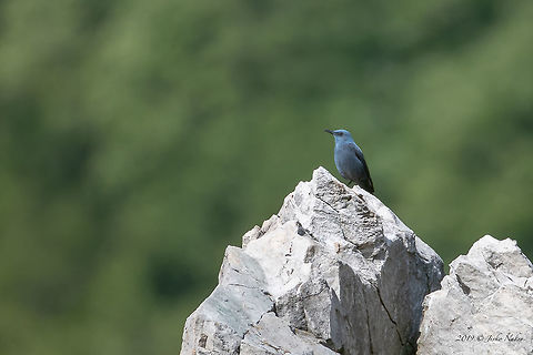 Blue rock trush male - Monticola solitarius solitarius  Animal,Animalia,Asenovgrad,Aves,Bird,Blue rock thrush,Blue rock trush,Bulgaria,Chordata,Europe,Geotagged,Monticola solitarius,Monticola solitarius solitarius,Muscicapidae,Nature,Passeriformes,Passerine,Rhodope mountains,Spring,Wildlife