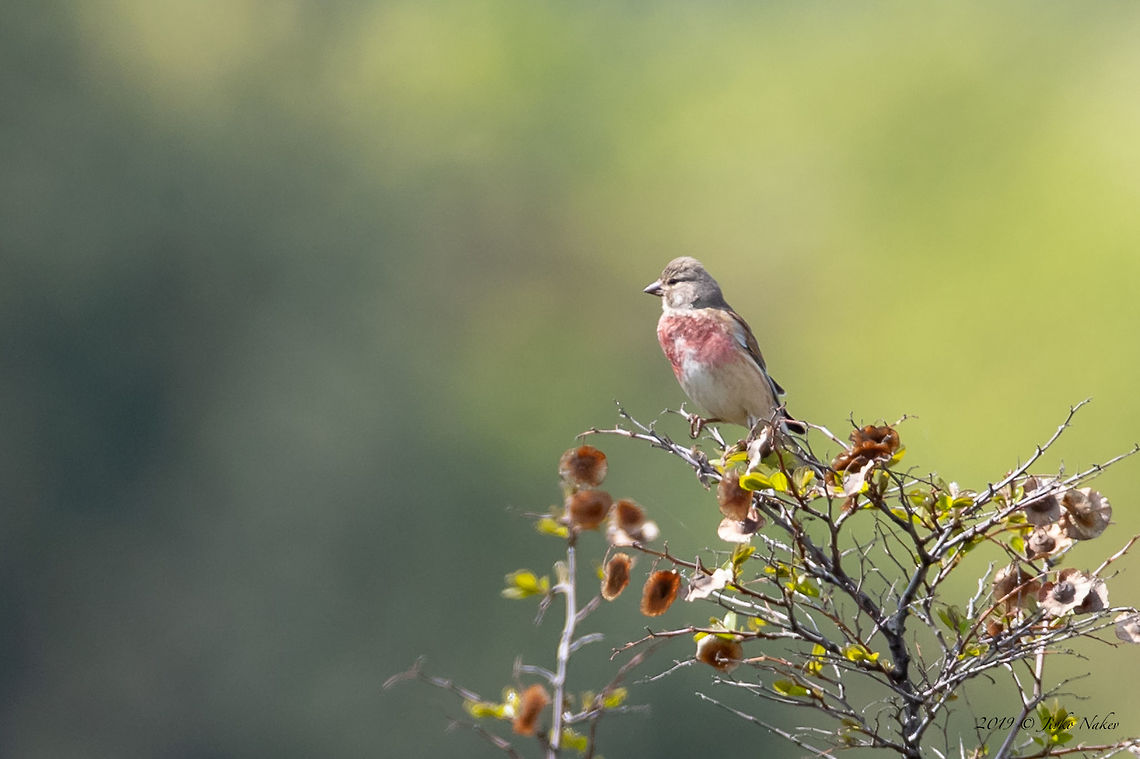 Common linnet male - Linaria cannabina  Acanthis cannabina,Animal,Animalia,Asenovgrad,Aves,Bird,Bulgaria,Carduelis cannabina,Chordata,Common Linnet,Common linnet,Europe,Finch,Fringillidae,Geotagged,Linaria cannabina,Nature,Passeriformes,Passerine,Rhodope mountains