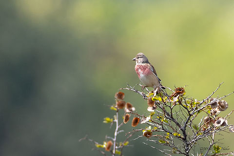 Common linnet male - Linaria cannabina  Acanthis cannabina,Animal,Animalia,Asenovgrad,Aves,Bird,Bulgaria,Carduelis cannabina,Chordata,Common Linnet,Common linnet,Europe,Finch,Fringillidae,Geotagged,Linaria cannabina,Nature,Passeriformes,Passerine,Rhodope mountains