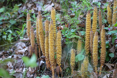 Overblown Rhodope Toothwort - Lathraea rhodopaea  Asenovgrad,Balkan endemic plant,Bulgaria,Eudicot,Europe,Flowering Plant,Geotagged,Lamiales,Lathraea rhodopaea,Magnoliophyta,Nature,Orobanchaceae,Plantae,Rhodope Toothwort,Rhodope mountains,Rhodope toothwort,Spring,Wildlife