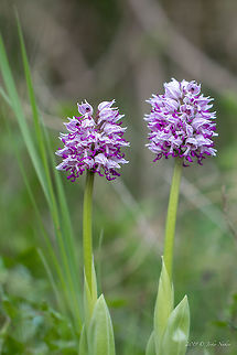 Monkey orchid - Orchis simia  Asparagales,Bulgaria,Europe,Flowering Plant,Geotagged,Magnoliophyta,Monkey orchid,Monocot,Nature,Orchidaceae,Orchis simia,Plantae,Plovdiv,Spring,Wildlife