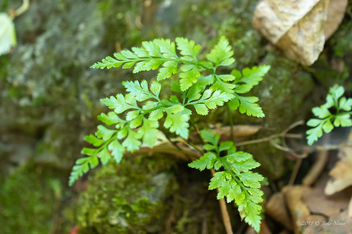 Black spleenwort - Asplenium adiantum-nigrum  Asenovgrad,Asplenium adiantum-nigrum,Black spleenwort,Bulgaria,Europe,Geotagged,Nature,Plantae,Polypodiales,Polypodiophyta,Polypodiopsida,Pteridacea,Rhodope mountains,Spring,Tracheophyta,Wildlife