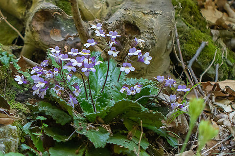 Orpheus flower - Haberlea rhodopensis https://www.jungledragon.com/image/78096/orpheus_flower_-_haberlea_rhodopensis.html Asenovgrad,Balkan endemic plant,Bulgaria,Eudicot,Europe,Flowering Plant,Geotagged,Gesneriaceae,Haberlea,Haberlea rhodopensis,Lamiales,Magnoliophyta,Nature,Plantae,Rhodope mountains,Spring,Wildlife
