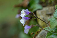 Orpheus flower - Haberlea rhodopensis https://www.jungledragon.com/image/78095/orpheus_flower_-_haberlea_rhodopensis.html Asenovgrad,Balkan endemic plant,Bulgaria,Eudicot,Europe,Flowering Plant,Geotagged,Gesneriaceae,Haberlea,Haberlea rhodopensis,Lamiales,Magnoliophyta,Nature,Plantae,Rhodope mountains,Spring,Wildlife