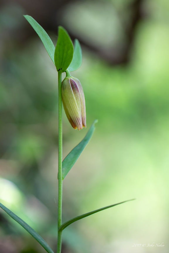 Black-sea fritillaria - Fritillaria pontica  Asenovgrad,Balkan endemic plant,Black-sea Fritillaria,Black-sea fritillaria,Bulgaria,Europe,Flowering Plant,Fritillaria pontica,Geotagged,Liliaceae,Liliales,Magnoliophyta,Monocot,Nature,Plantae,Rhodope mountains,Spring,Wildlife
