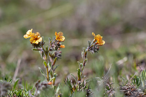 Alkanna stribrnyi https://www.jungledragon.com/image/78135/alkanna_stribrnyi.html Alkanna stribrnyi,Asenovgrad,Boraginaceae,Boraginales,Bulgaria,Eudicot,Europe,Flowering Plant,Geotagged,Magnoliophyta,Nature,Plantae,Rhodope mountains,Spring,Wildlife