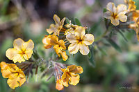 Alkanna stribrnyi https://www.jungledragon.com/image/78131/alkanna_stribrnyi.html Alkanna stribrnyi,Asenovgrad,Boraginaceae,Boraginales,Bulgaria,Eudicot,Europe,Flowering Plant,Geotagged,Magnoliophyta,Nature,Plantae,Rhodope mountains,Spring,Wildlife