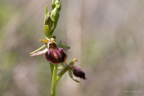 Ophrys mammosa https://www.jungledragon.com/image/78139/ophrys_mammosa.html Asenovgrad,Asparagales,Bulgaria,Europe,Flowering Plant,Geotagged,Magnoliophyta,Monocot,Nature,Ophrys mammosa,Orchidaceae,Plantae,Rhodope mountains,Spring,Wildlife