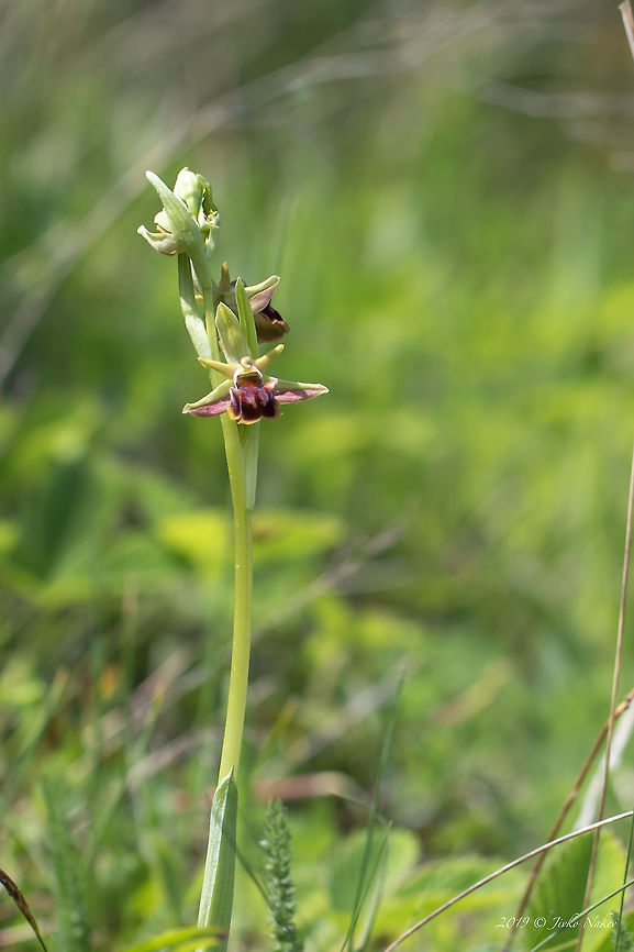 Ophrys mammosa <figure class="photo"><a href="https://www.jungledragon.com/image/78138/ophrys_mammosa.html" title="Ophrys mammosa"><img src="https://s3.amazonaws.com/media.jungledragon.com/images/1332/78138_thumb.jpg?AWSAccessKeyId=05GMT0V3GWVNE7GGM1R2&Expires=1759968010&Signature=JvdNBaeyMXddqNJa5lo%2FBouPNhM%3D" width="200" height="134" alt="Ophrys mammosa https://www.jungledragon.com/image/78139/ophrys_mammosa.html Asenovgrad,Asparagales,Bulgaria,Europe,Flowering Plant,Geotagged,Magnoliophyta,Monocot,Nature,Ophrys mammosa,Orchidaceae,Plantae,Rhodope mountains,Spring,Wildlife" /></a></figure> Asenovgrad,Asparagales,Bulgaria,Europe,Flowering Plant,Geotagged,Magnoliophyta,Monocot,Nature,Ophrys mammosa,Orchidaceae,Plantae,Rhodope mountains,Spring,Wildlife