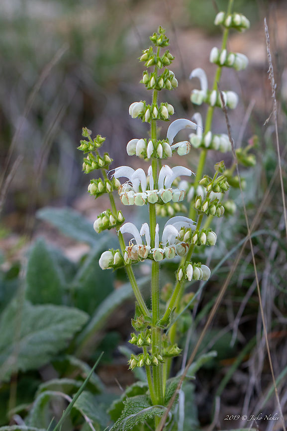 Silver sage - Salvia candidissima Although there are two separate Wiki pages for S.candidissima and S.argentea, as from 2012 the two species are merged and the accepted scientific name is S.candidissima. Bulgaria,Eudicot,Europe,Flowering Plant,Geotagged,Lamiaceae,Lamiales,Magnoliophyta,Nature,Plantae,Plovdiv,Salvia argentea,Salvia candidissima,Silver sage,Spring,Wildlife