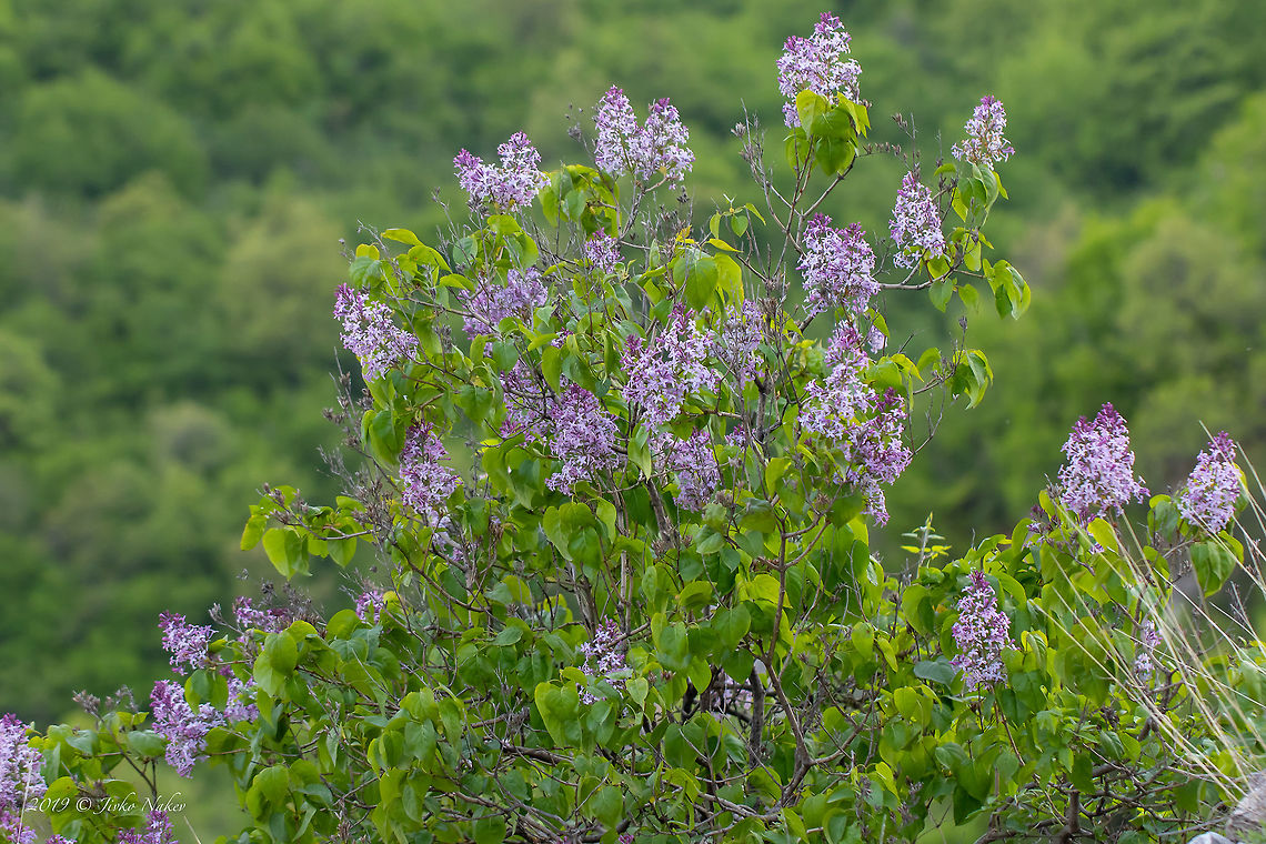 Common lilac - Syringa vulgaris  Bulgaria,Common lilac,Eudicot,Europe,Flowering Plant,Geotagged,Lamiales,Magnoliophyta,Nature,Oleaceae,Plantae,Spring,Syringa vulgaris,Wildlife,common lilac