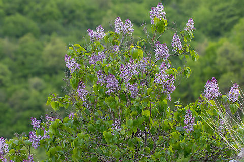 Common lilac - Syringa vulgaris  Bulgaria,Common lilac,Eudicot,Europe,Flowering Plant,Geotagged,Lamiales,Magnoliophyta,Nature,Oleaceae,Plantae,Spring,Syringa vulgaris,Wildlife,common lilac