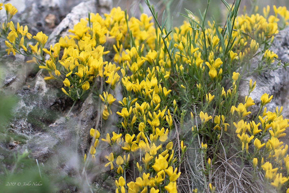 Broom - Genista depressa  Broom,Bulgaria,Eudicot,Europe,Fabaceae,Fabales,Flowering Plant,Genista depressa,Genista tinctoria var. depressa,Geotagged,Magnoliophyta,Nature,Plantae,Plovdiv,Spring,Wildlife
