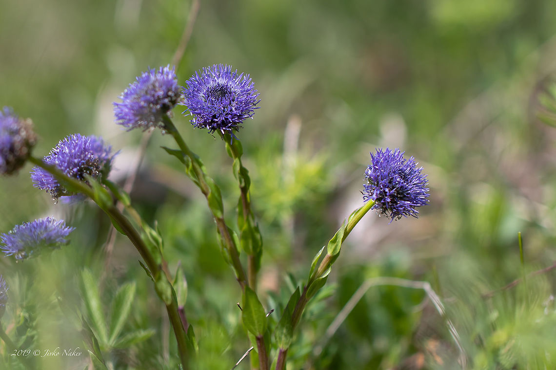 Common globe flower - Globularia bisnagarica  Asenovgrad,Ball Flower,Bulgaria,Common Globe Flower,Eudicot,Europe,Flowering Plant,Geotagged,Globe Daisy,Globularia bisnagarica,Globularia punctata,Lamiales,Magnoliophyta,Nature,Plantae,Plantaginaceae,Rhodope mountains,Spring,Wildlife