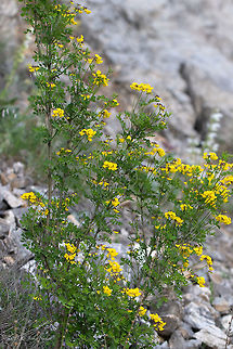 Scorpion senna - Hippocrepis emerus https://www.jungledragon.com/image/78160/scorpion_senna_-_hippocrepis_emerus.html Bulgaria,Coronilla emerus,Eudicot,Europe,Fabaceae,Fabales,Flowering Plant,Geotagged,Hippocrepis emerus,Magnoliophyta,Nature,Plantae,Plovdiv,Scorpion senna,Spring,Wildlife