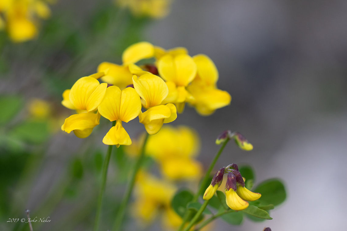 Scorpion senna - Hippocrepis emerus <figure class="photo"><a href="https://www.jungledragon.com/image/78159/scorpion_senna_-_hippocrepis_emerus.html" title="Scorpion senna - Hippocrepis emerus"><img src="https://s3.amazonaws.com/media.jungledragon.com/images/1332/78159_thumb.jpg?AWSAccessKeyId=05GMT0V3GWVNE7GGM1R2&Expires=1769040010&Signature=R7CB%2BTaRS0YINQ80hYA63sf3ncw%3D" width="102" height="152" alt="Scorpion senna - Hippocrepis emerus https://www.jungledragon.com/image/78160/scorpion_senna_-_hippocrepis_emerus.html Bulgaria,Coronilla emerus,Eudicot,Europe,Fabaceae,Fabales,Flowering Plant,Geotagged,Hippocrepis emerus,Magnoliophyta,Nature,Plantae,Plovdiv,Scorpion senna,Spring,Wildlife" /></a></figure> Bulgaria,Coronilla emerus,Eudicot,Europe,Fabaceae,Fabales,Flowering Plant,Geotagged,Hippocrepis emerus,Magnoliophyta,Nature,Plantae,Plovdiv,Scorpion senna,Spring,Wildlife