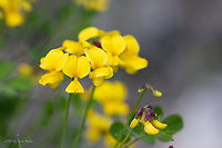Scorpion senna - Hippocrepis emerus https://www.jungledragon.com/image/78159/scorpion_senna_-_hippocrepis_emerus.html Bulgaria,Coronilla emerus,Eudicot,Europe,Fabaceae,Fabales,Flowering Plant,Geotagged,Hippocrepis emerus,Magnoliophyta,Nature,Plantae,Plovdiv,Scorpion senna,Spring,Wildlife