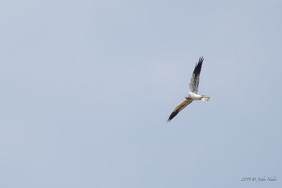 Montagu's harrier male - Circus pygargus  Accipitridae,Accipitriformes,Animal,Animalia,Aves,Bird,Bird of prey,Bulgaria,Chordata,Circus pygargus,Europe,Geotagged,Montagu's harrier,Nature,Pirin mountain,Spring,Wildlife