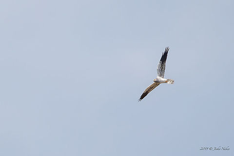 Montagu's harrier male - Circus pygargus  Accipitridae,Accipitriformes,Animal,Animalia,Aves,Bird,Bird of prey,Bulgaria,Chordata,Circus pygargus,Europe,Geotagged,Montagu's harrier,Nature,Pirin mountain,Spring,Wildlife