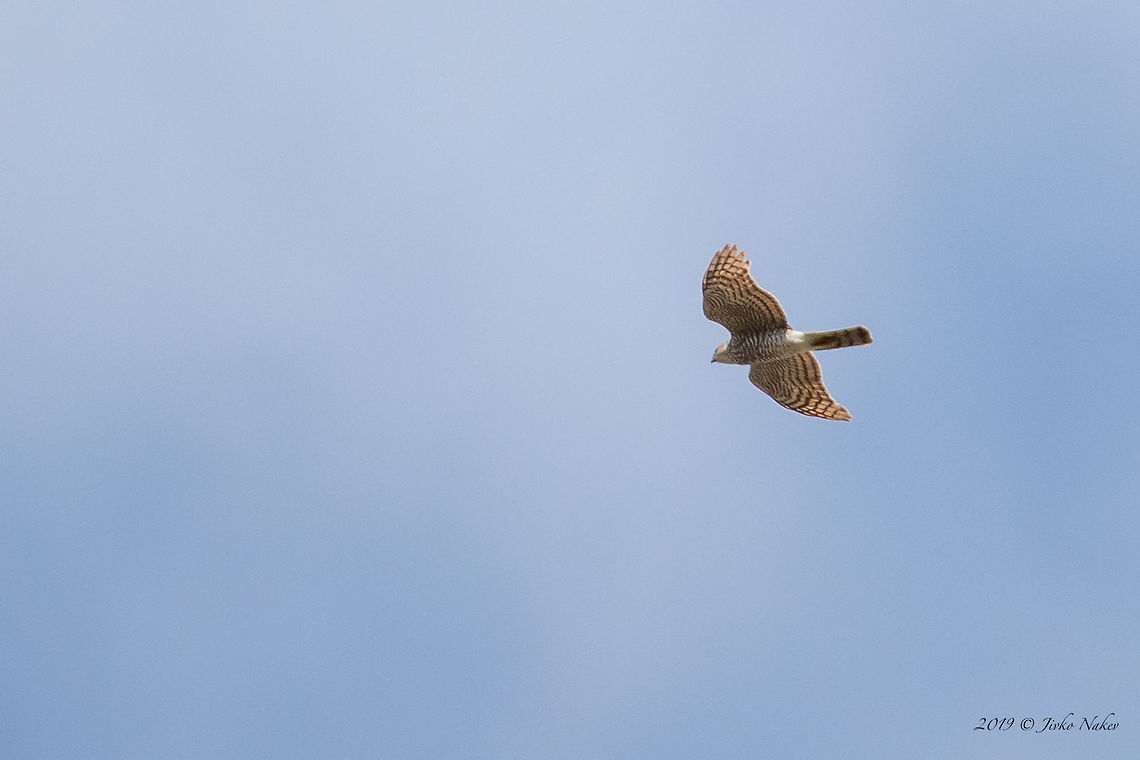 Distant photo of Eurasian sparrowhawk - Accipiter nisus  Accipiter nisus,Accipitridae,Accipitriformes,Animal,Animalia,Aves,Bird,Bird of prey,Bulgaria,Chordata,Eurasian Sparrowhawk,Eurasian sparrowhawk,Europe,Geotagged,Nature,Pirin mountain,Spring,Wildlife