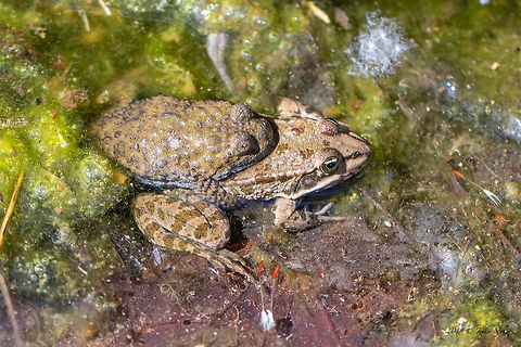 Yellow-bellied toad - Bombina variegata - attempting to mate with Marsh frog - Pelophylax ridibundus Unusual, but not rare to withness such situations. The Yellow-bellied toad is protected according to Annex II of the Bern Convention.
https://www.jungledragon.com/image/78205/yellow-bellied_toad_-_bombina_variegata.html
https://www.jungledragon.com/image/78204/yellow-bellied_toad_-_bombina_variegata.html Amphibia,Animal,Animalia,Anura,Bombina variegata,Bombinatoridae,Bulgaria,Chordata,Europe,Geotagged,Nature,Pirin mountain,Spring,Wildlife,Yellow-bellied toad