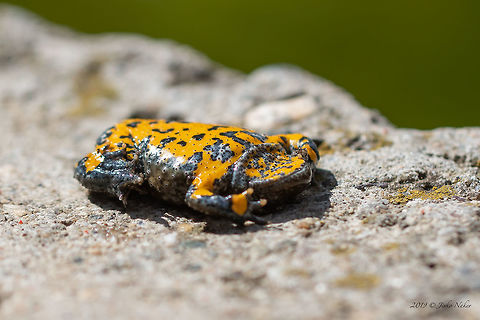Yellow-bellied toad - Bombina variegata The interesting thing about this frog is that when she feels threatened, she turns on her back and twists her body up in the shape of a bow showing her bright yellow belly.  Here she is just calming down.
https://www.jungledragon.com/image/78205/yellow-bellied_toad_-_bombina_variegata.html
https://www.jungledragon.com/image/78203/yellow-bellied_toad_-_bombina_variegata_-_attempting_to_mate_with_marsh_frog_-_pelophylax_ridibundus.html Amphibia,Animal,Animalia,Anura,Bombina variegata,Bombinatoridae,Bulgaria,Chordata,Europe,Geotagged,Nature,Pirin mountain,Spring,Wildlife,Yellow-bellied toad